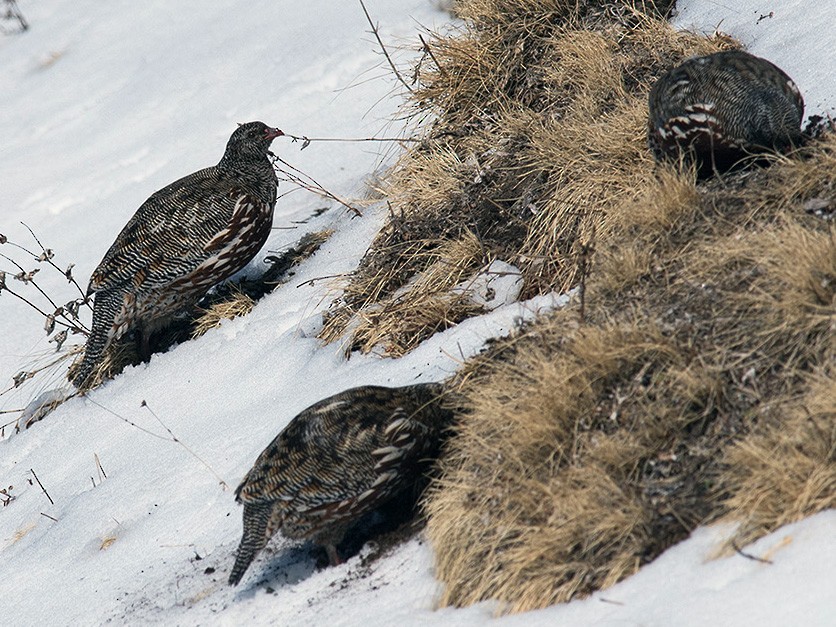 Snow Partridge - eBird