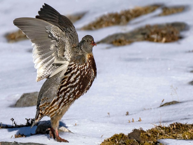 Photos - Snow Partridge - Lerwa lerwa - Birds of the World
