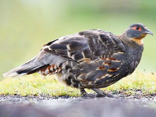  - Buff-throated Monal-Partridge