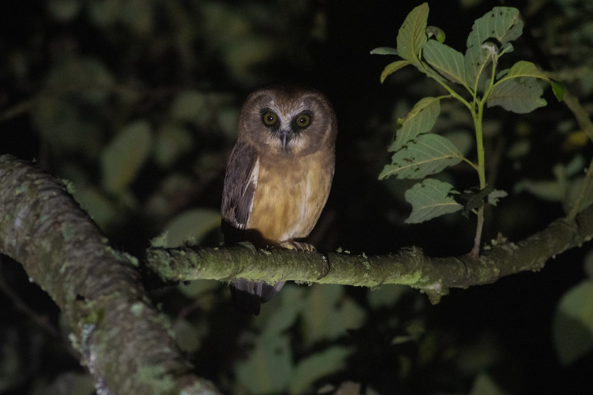 Unspotted Saw-whet Owl - ML176741941