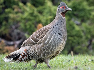  - Chestnut-throated Monal-Partridge