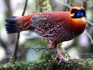  - Temminck's Tragopan