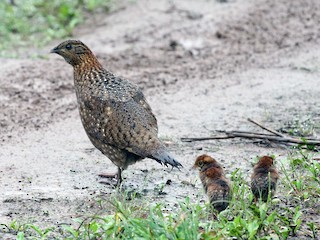 雌鳥和幼鳥 - Charley Hesse TROPICAL BIRDING - ML176742001