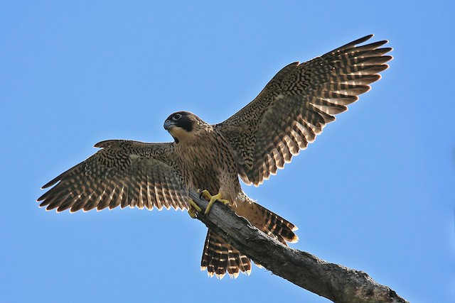Possible confusion species: Peregrine Falcon (<em class="SciName notranslate">Falco peregrinus</em>). - Peregrine Falcon - 