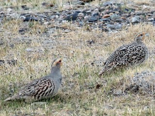 ヤマウズラ - eBird