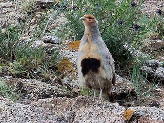 ヤマウズラ - eBird