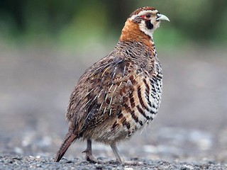  - Tibetan Partridge