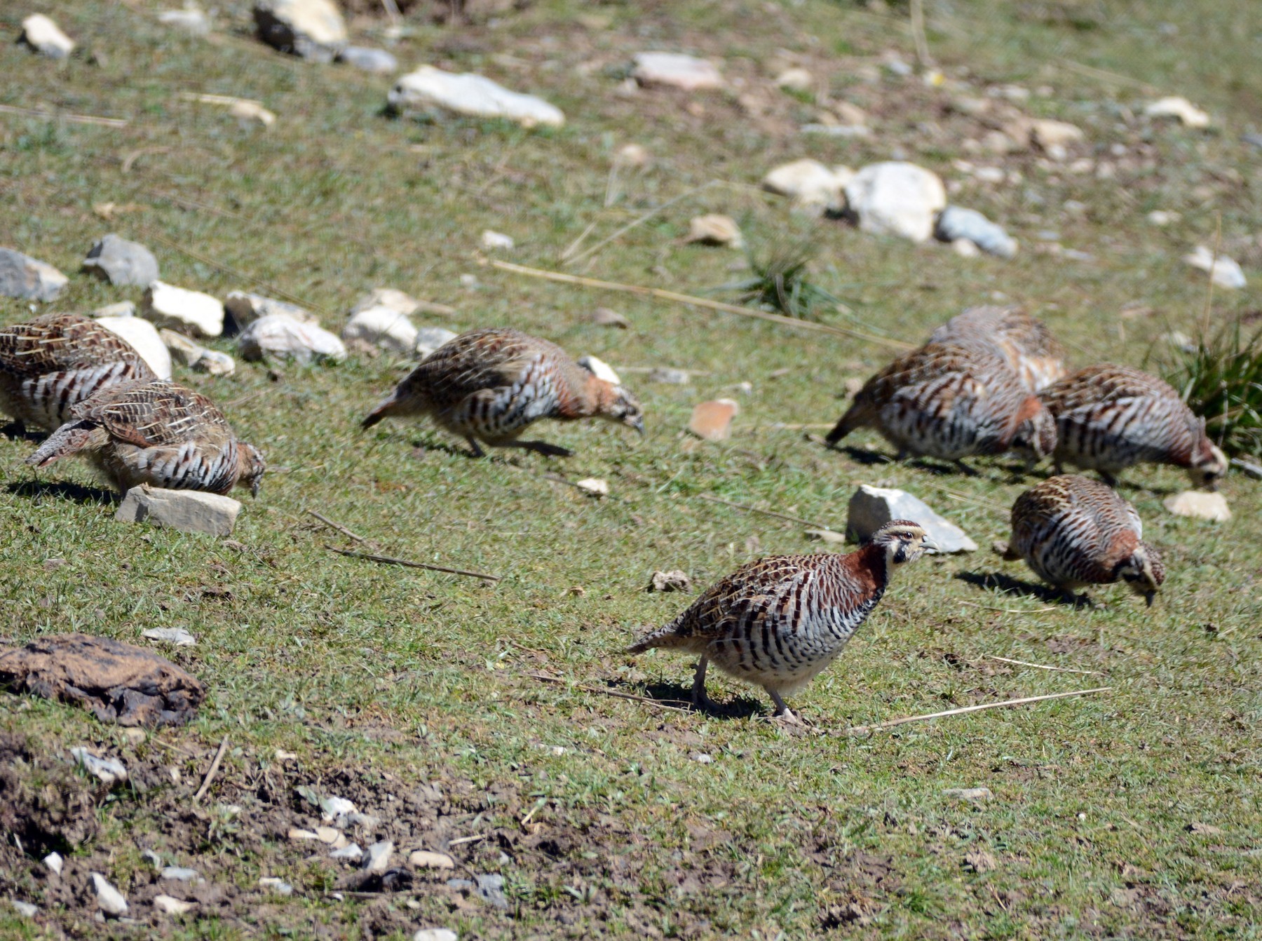 Tibetan Partridge - Cathy Pasterczyk