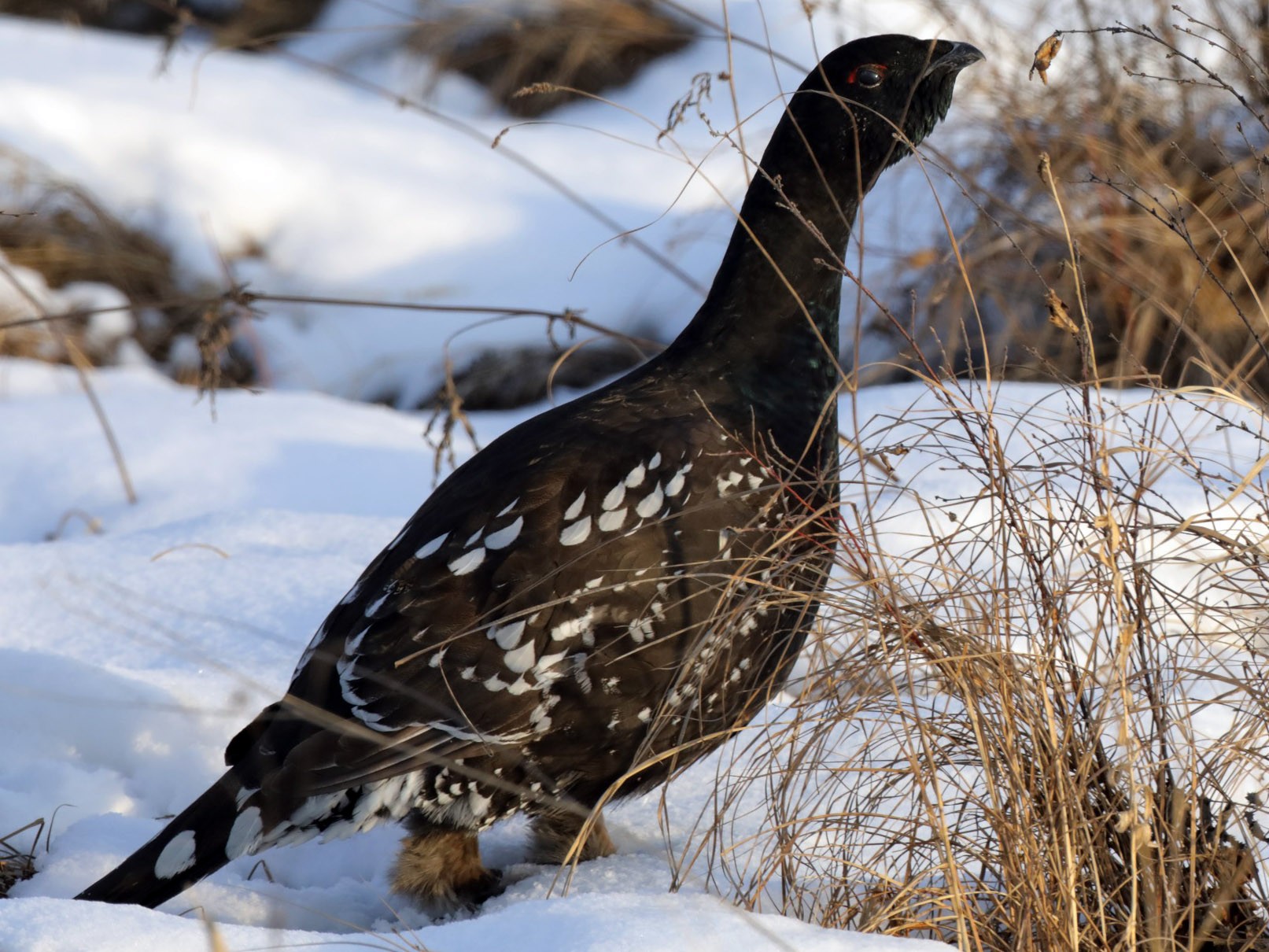 Black-billed Capercaillie - Vincent Wang