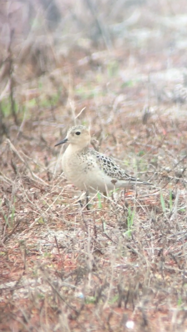 Buff-breasted Sandpiper - Toby Phelps