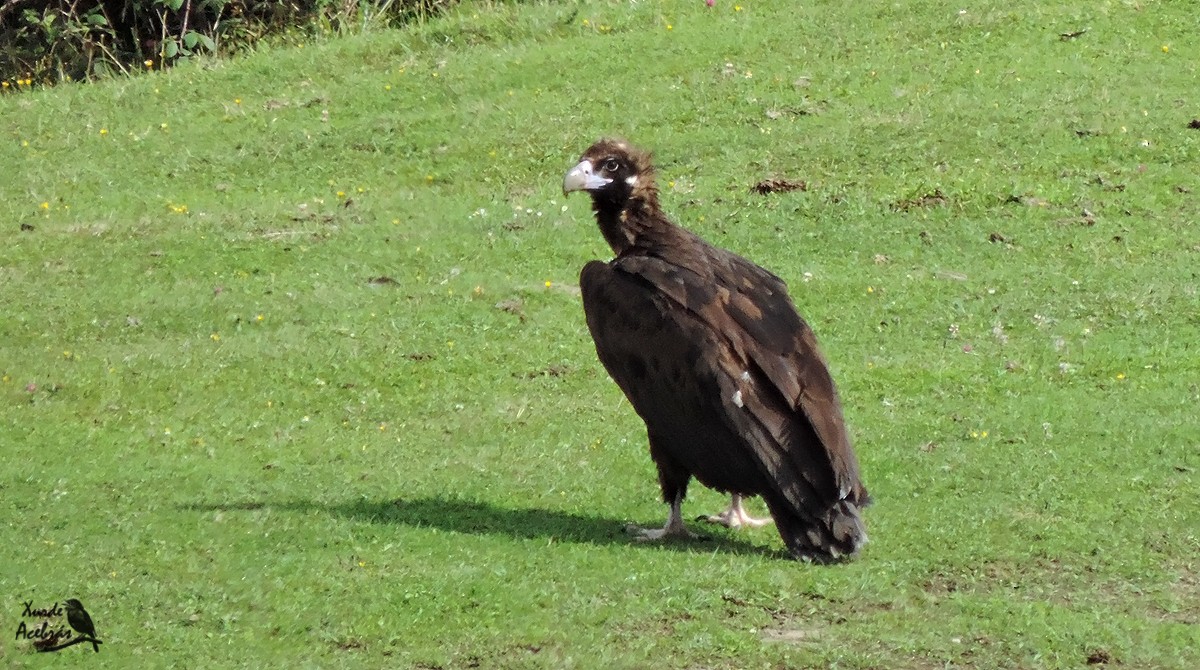Cinereous Vulture - ML176749661