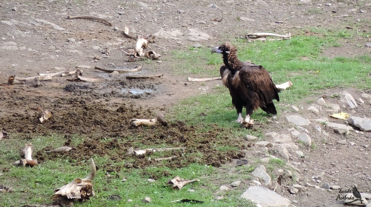 Cinereous Vulture - ML176749671