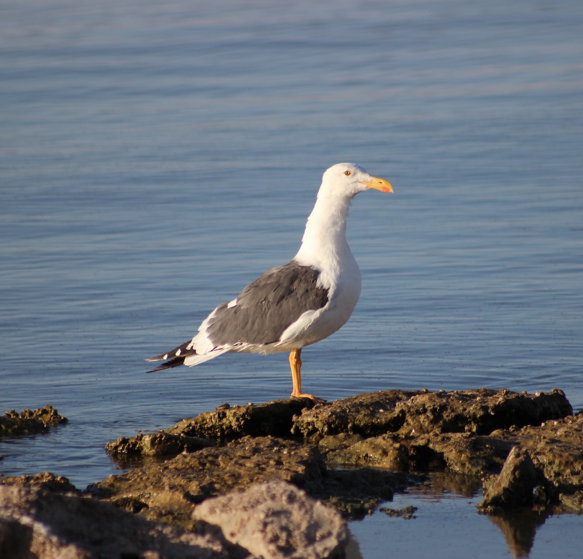 Yellow-footed Gull - ML176750441