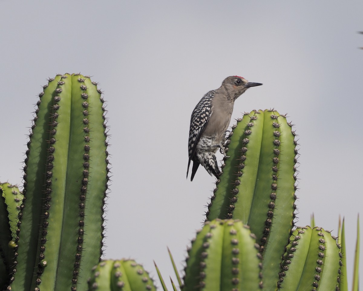 Gray-breasted Woodpecker - Yve Morrell