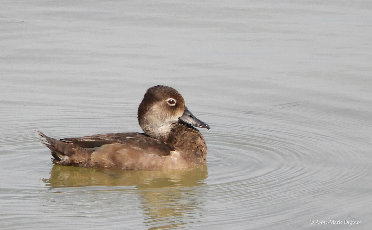 Ring-necked Duck - Anne-Marie Dufour