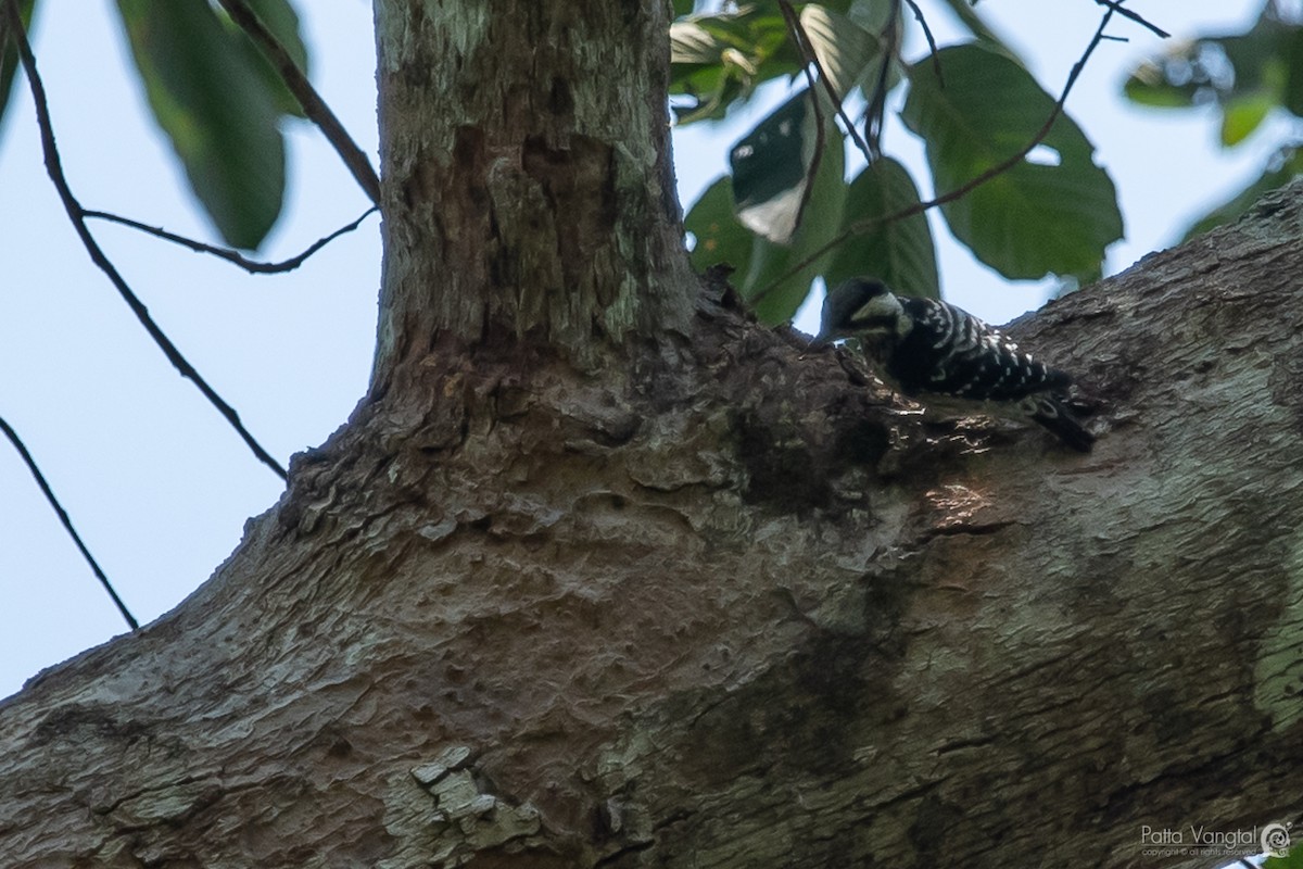Gray-capped Pygmy Woodpecker - Pattaraporn Vangtal