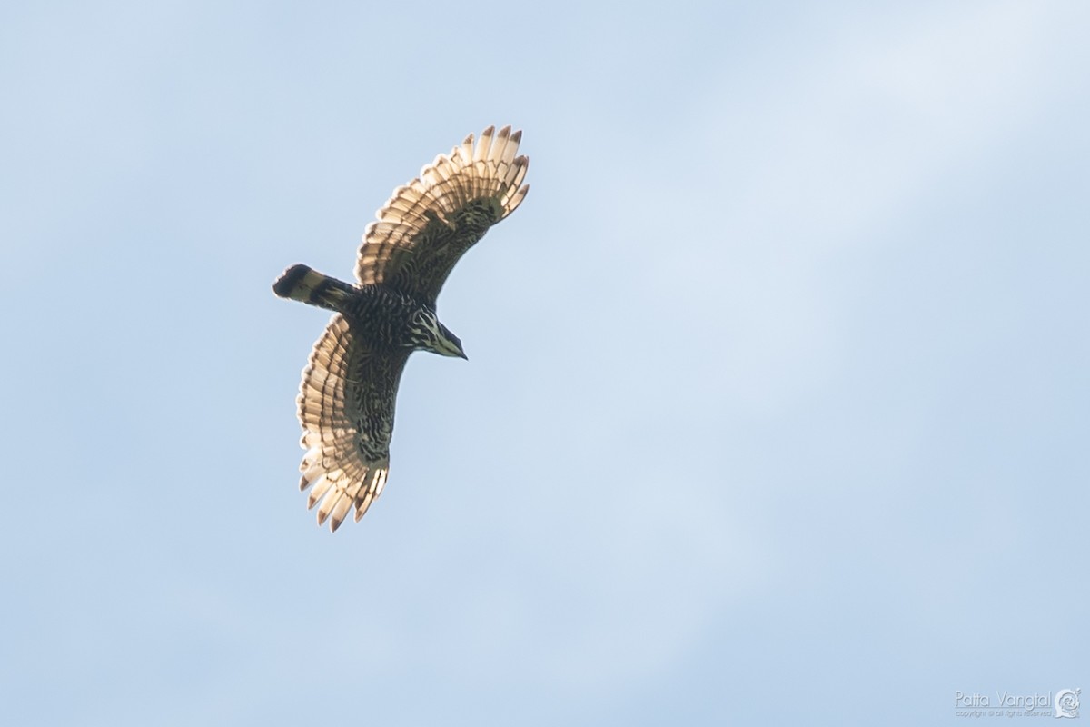 Blyth's Hawk-Eagle - Pattaraporn Vangtal