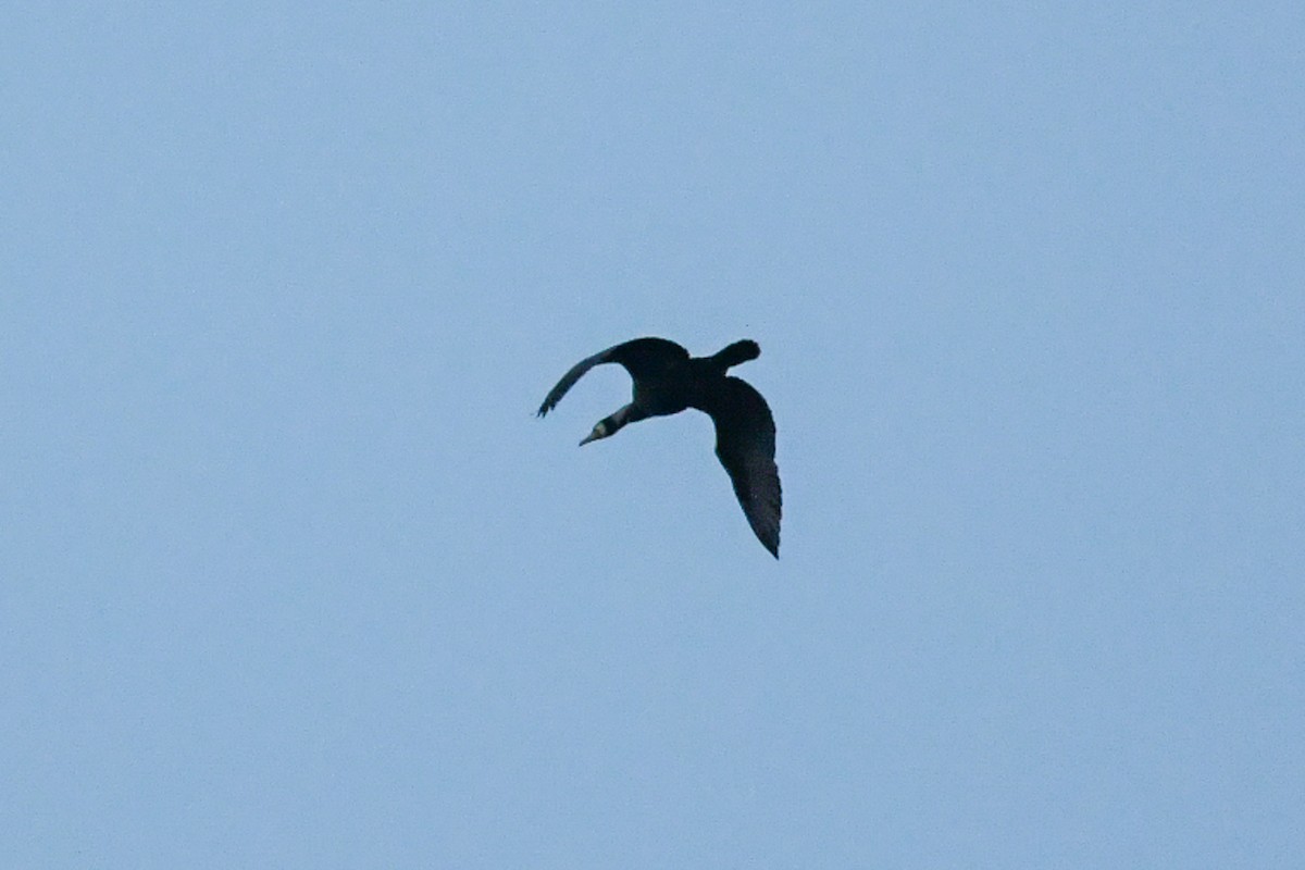 Great Cormorant (Eurasian) - ML176760401