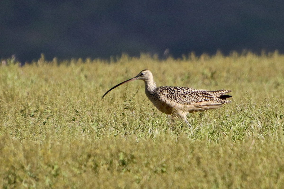 Long-billed Curlew - Sharon Meikle