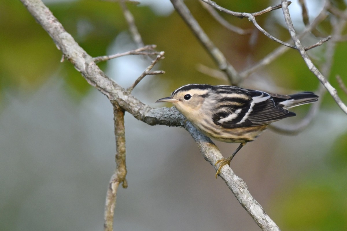 Black-and-white Warbler - Daniel Irons