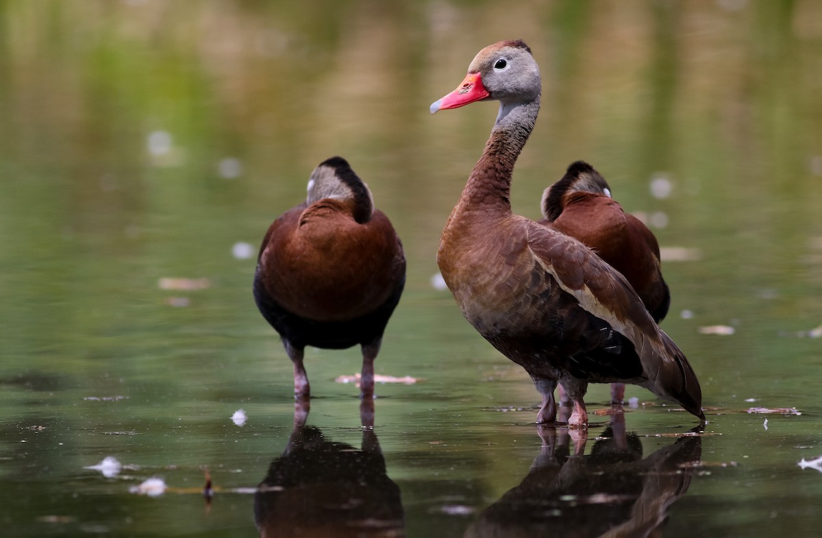 Black-bellied Whistling-Duck (fulgens) - ML176765241