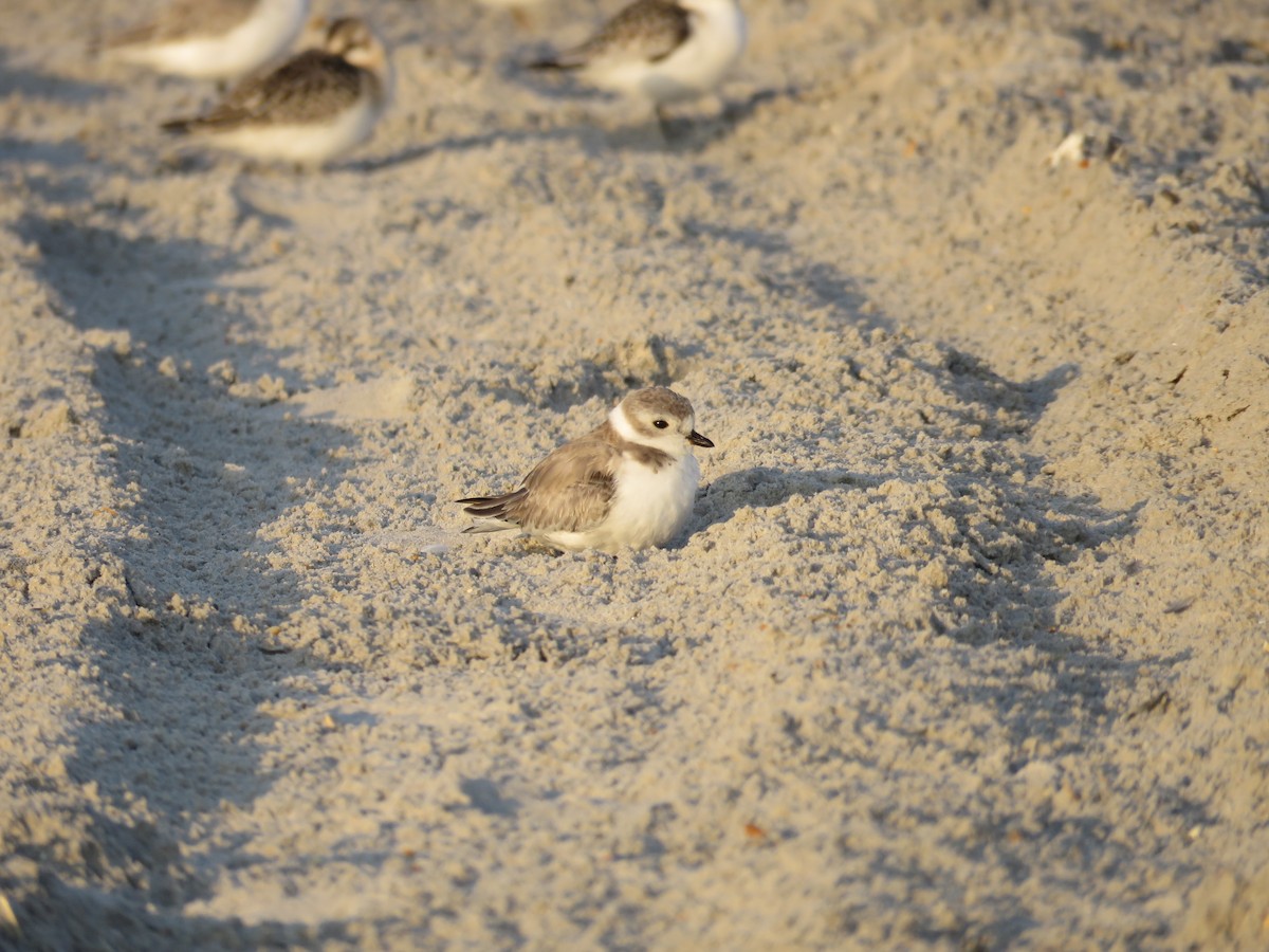 Piping Plover - ML176766111