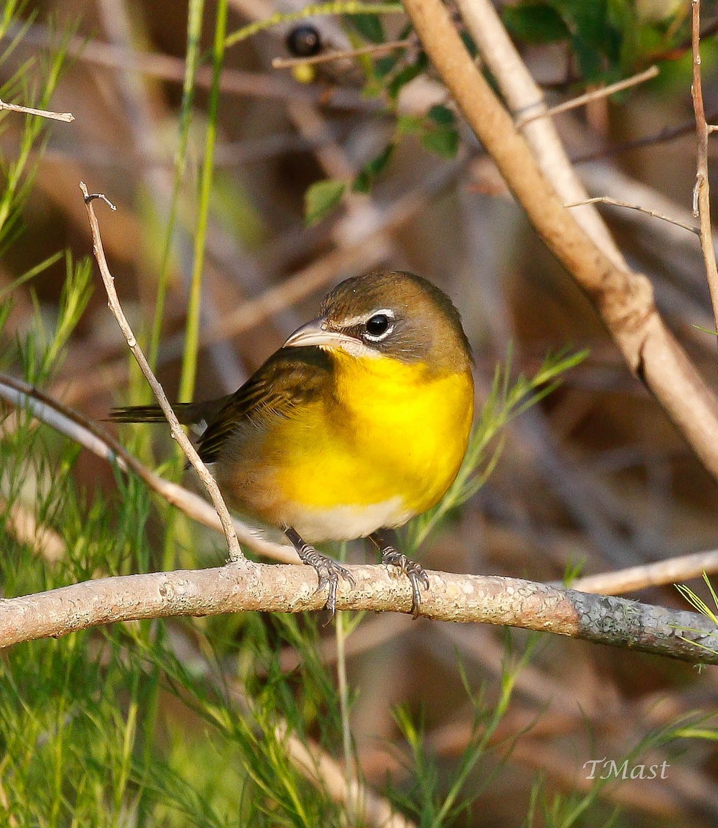 Yellow-breasted Chat - Tom Mast
