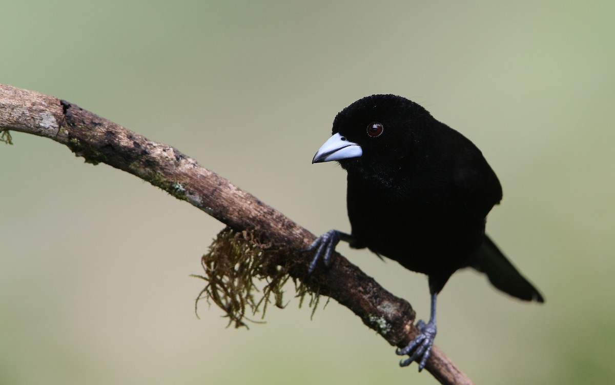 Flame-rumped Tanager - ML176768911