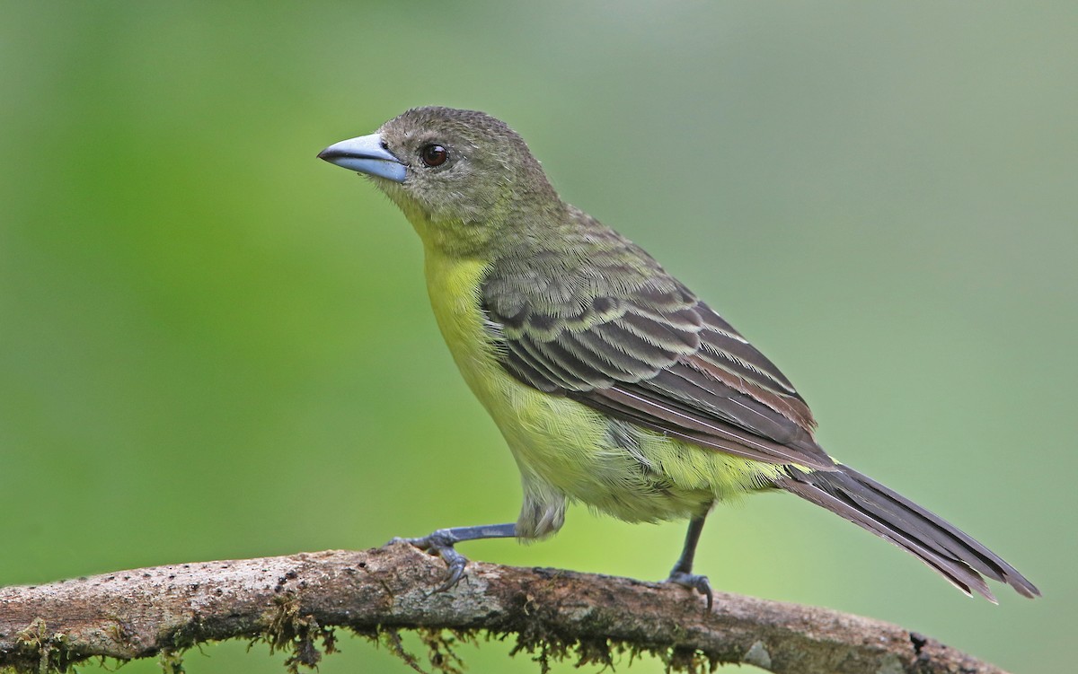 Flame-rumped Tanager - Christoph Moning
