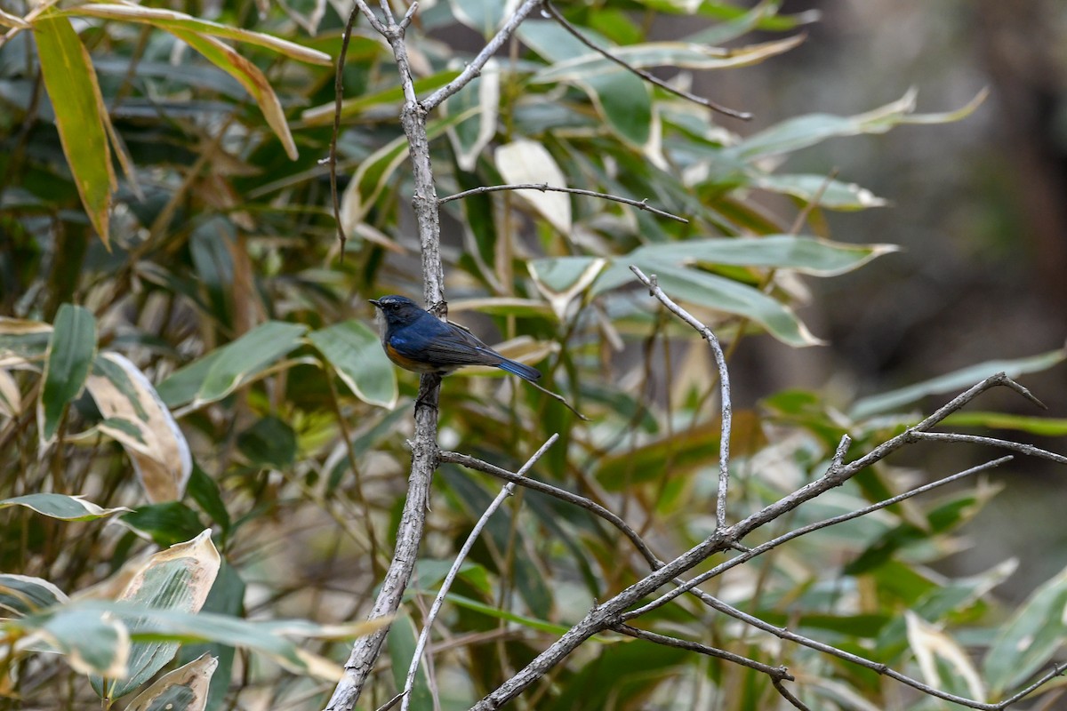 Red-flanked Bluetail - ML176771141