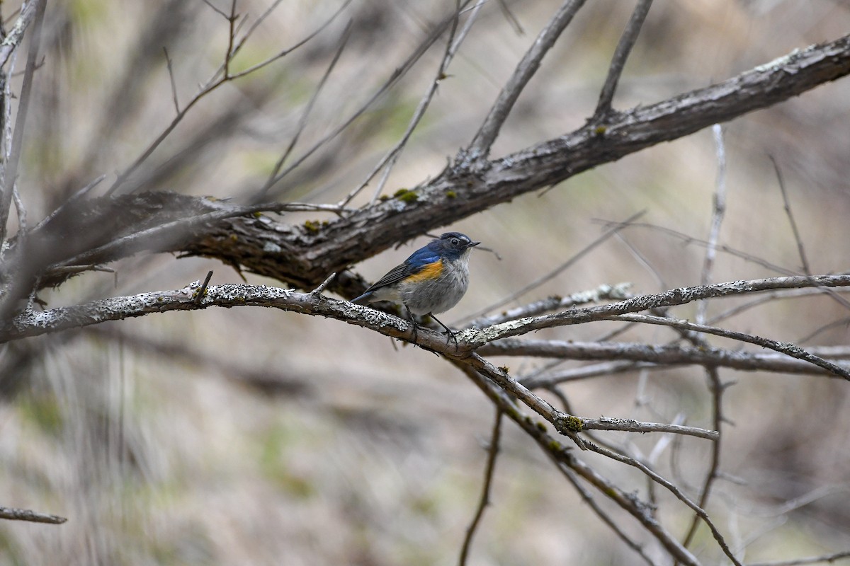 Red-flanked Bluetail - ML176771151