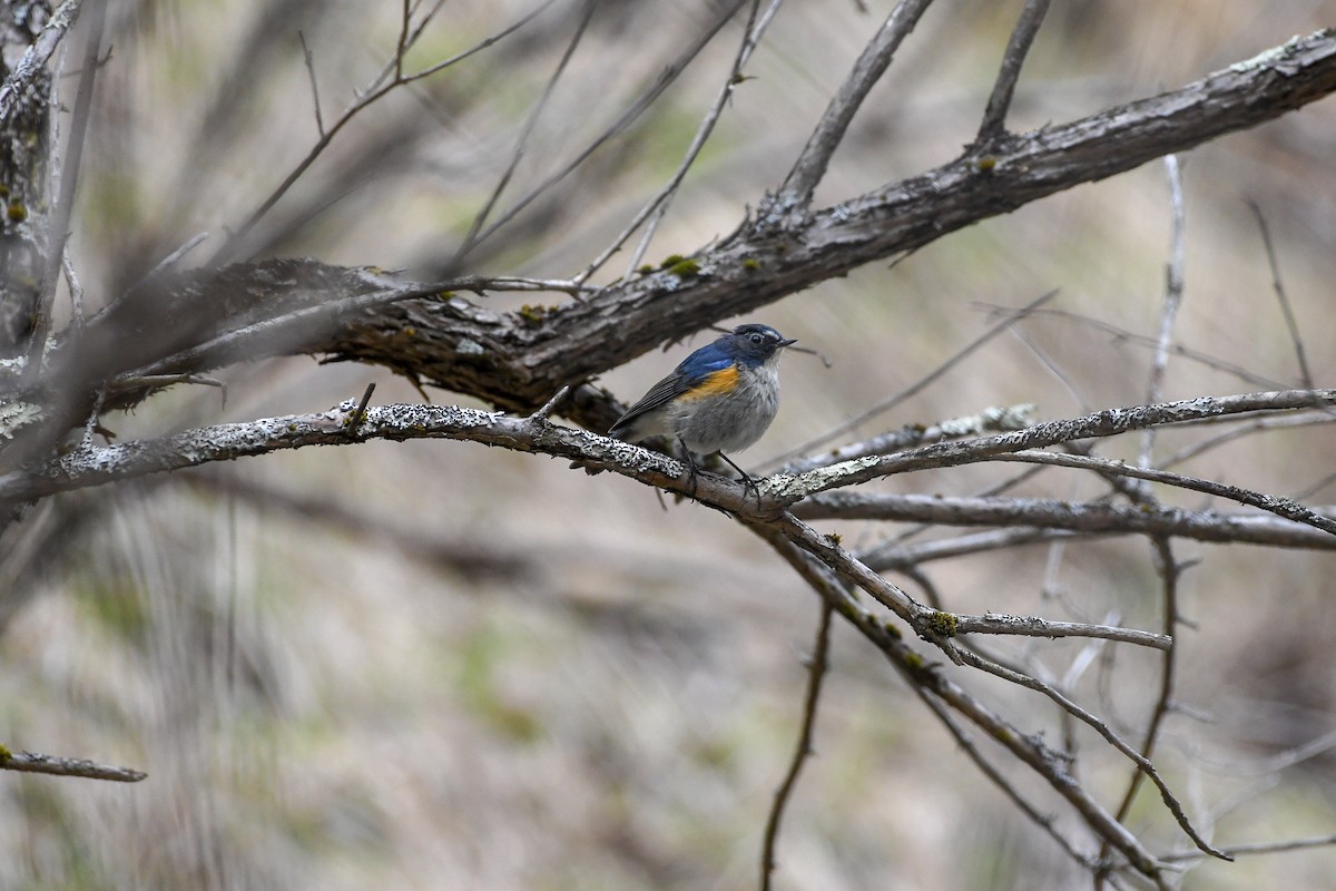 Red-flanked Bluetail - ML176771171