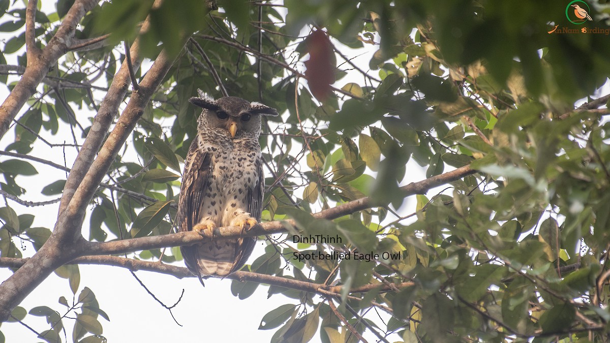 Spot-bellied Eagle-Owl - Dinh Thinh