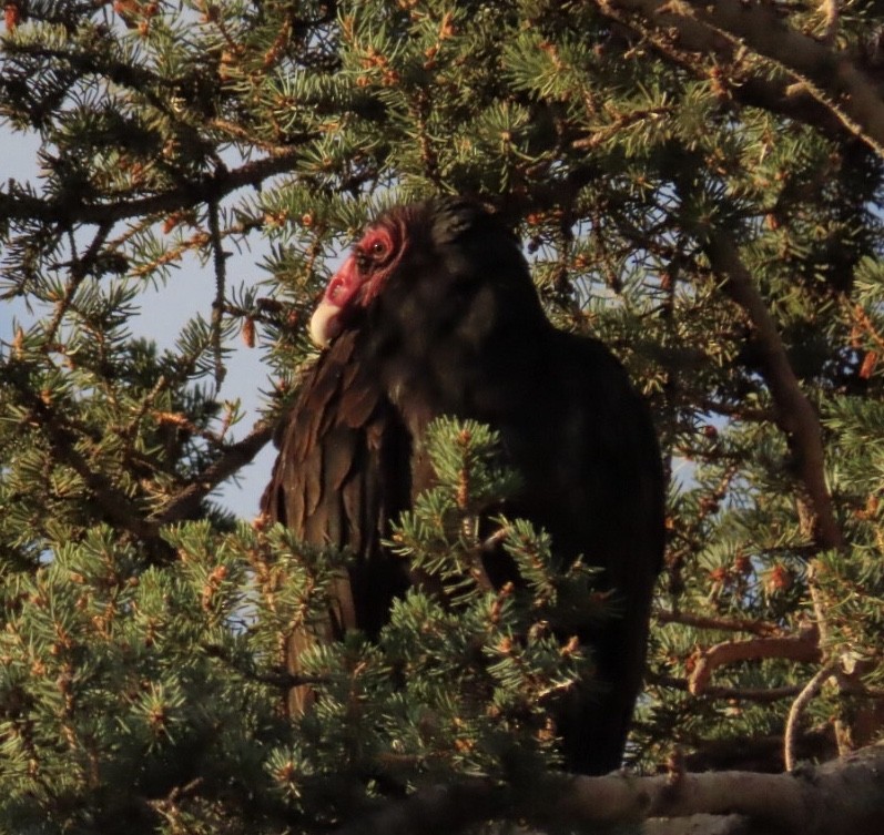Turkey Vulture - ML176772101