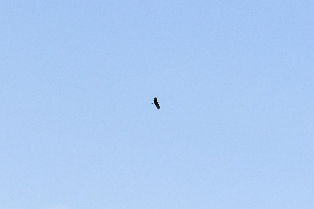 Black Kite (Black-eared) - ML176772721