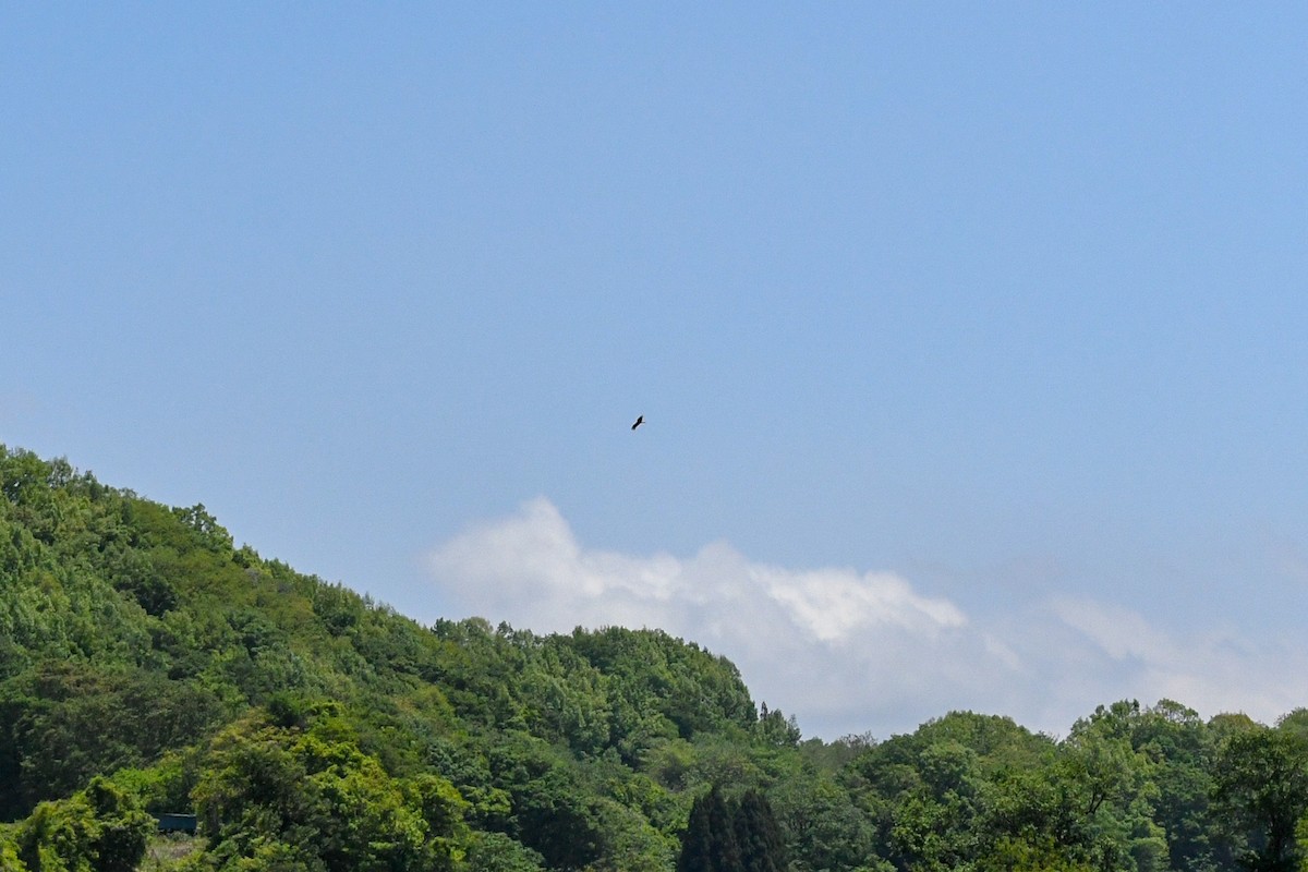 Black Kite (Black-eared) - ML176772751