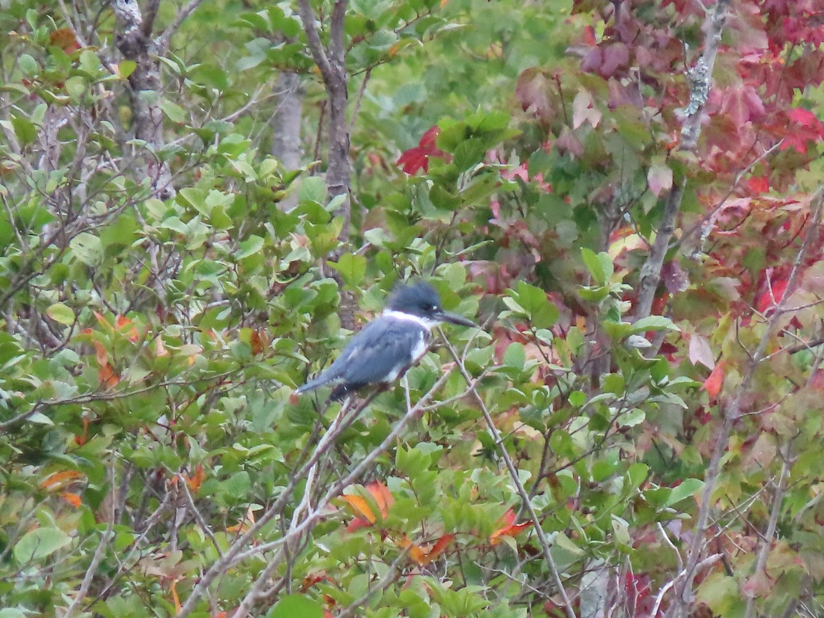 Belted Kingfisher - ML176772911
