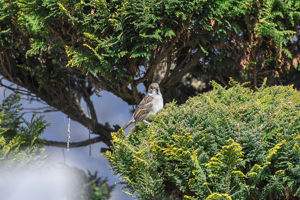 Eurasian Tree Sparrow - ML176773191