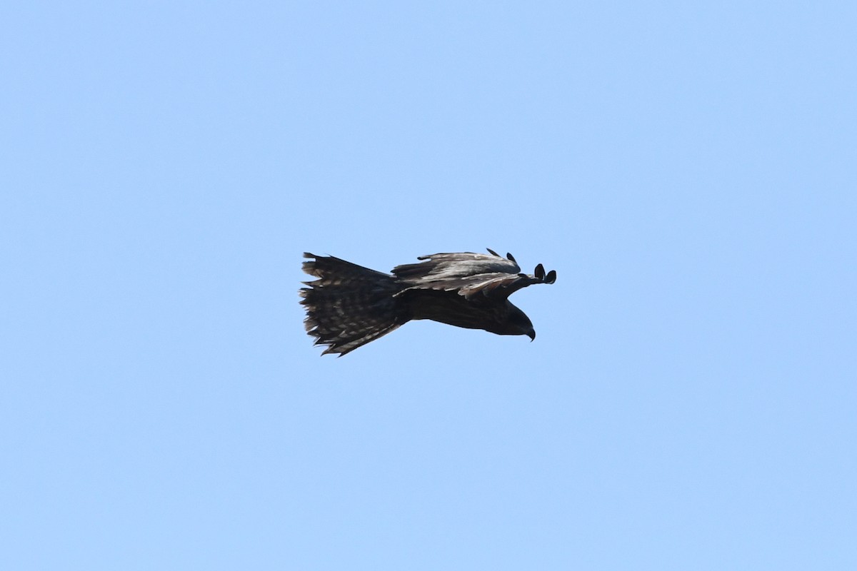 Black Kite - ML176773741