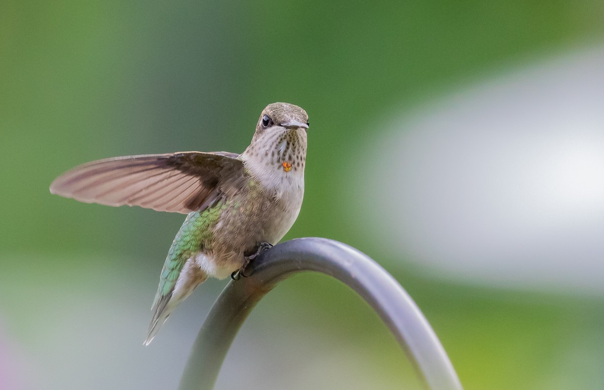 Ruby-throated Hummingbird - Paul Brooks
