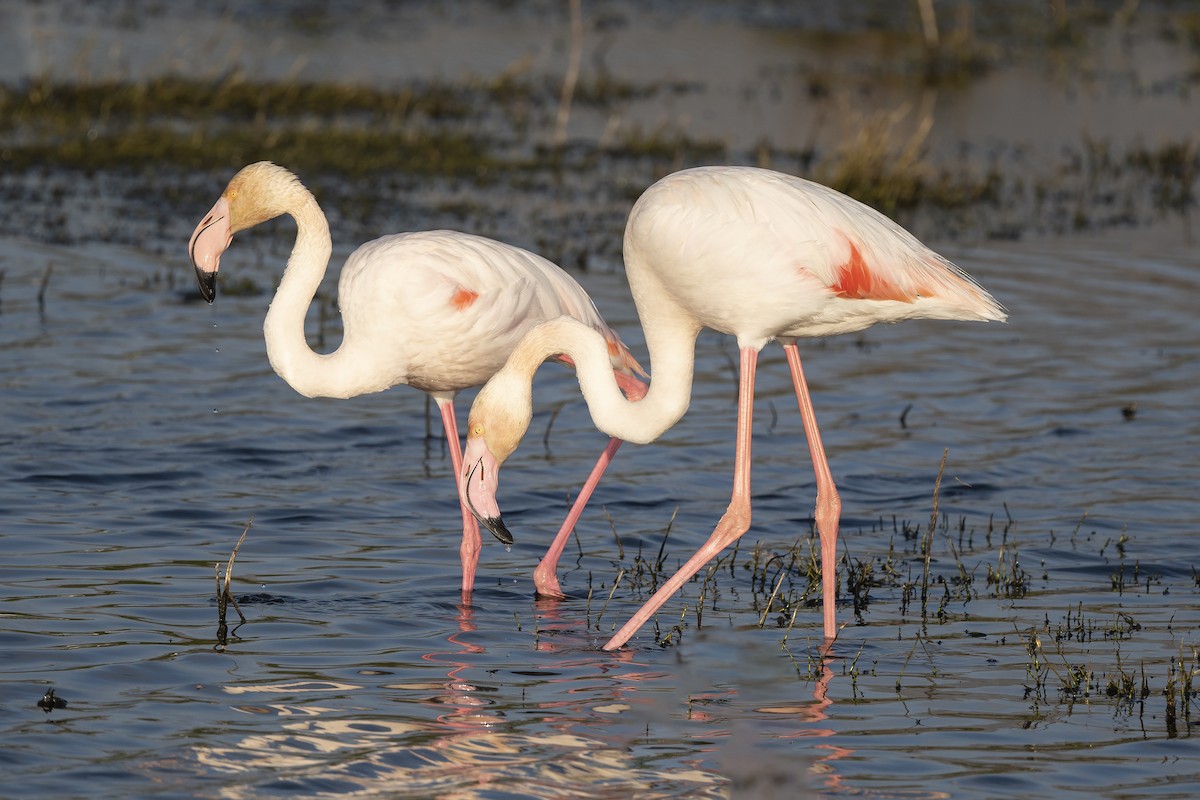 Greater Flamingo - ML176776371