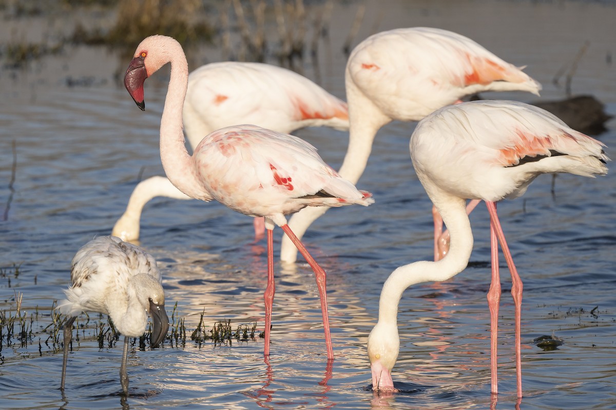 Lesser Flamingo - Peter Hawrylyshyn