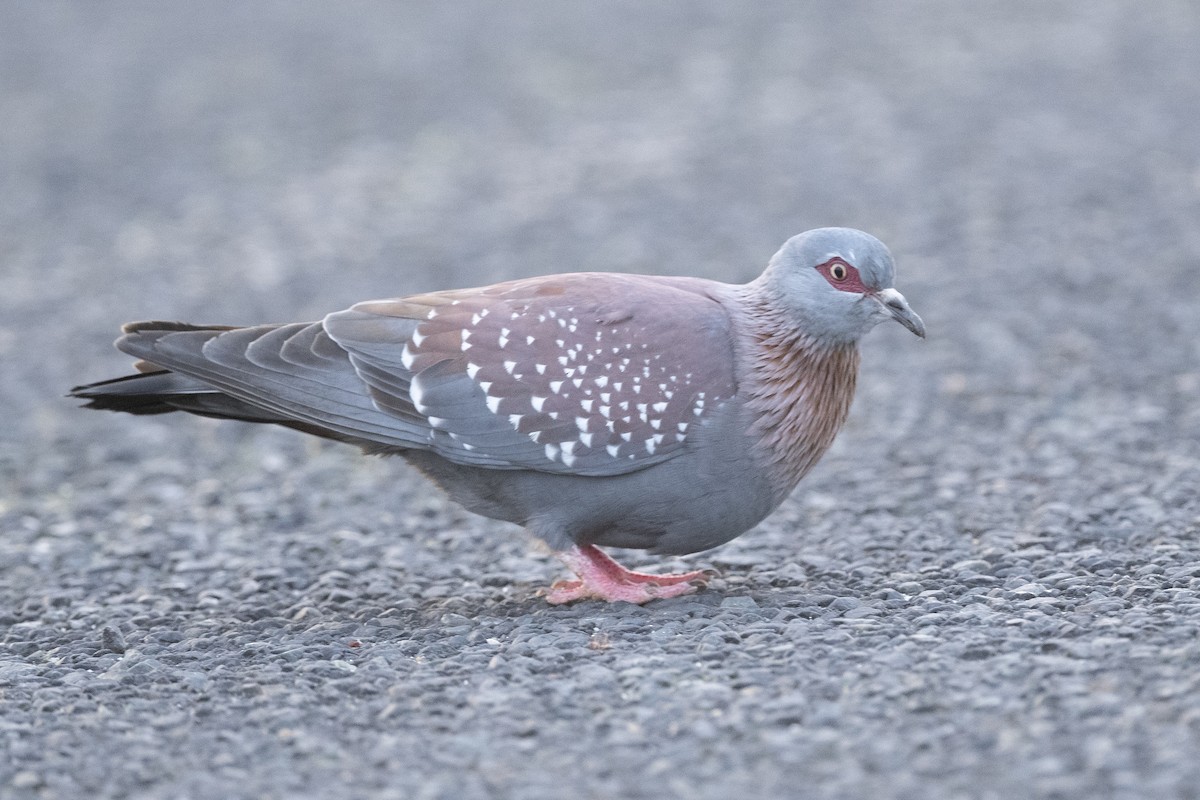 Speckled Pigeon - ML176776621