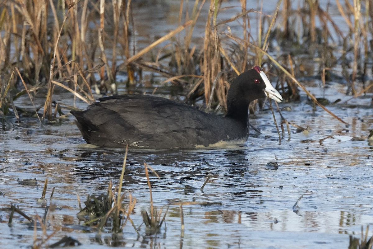 Red-knobbed Coot - ML176776691