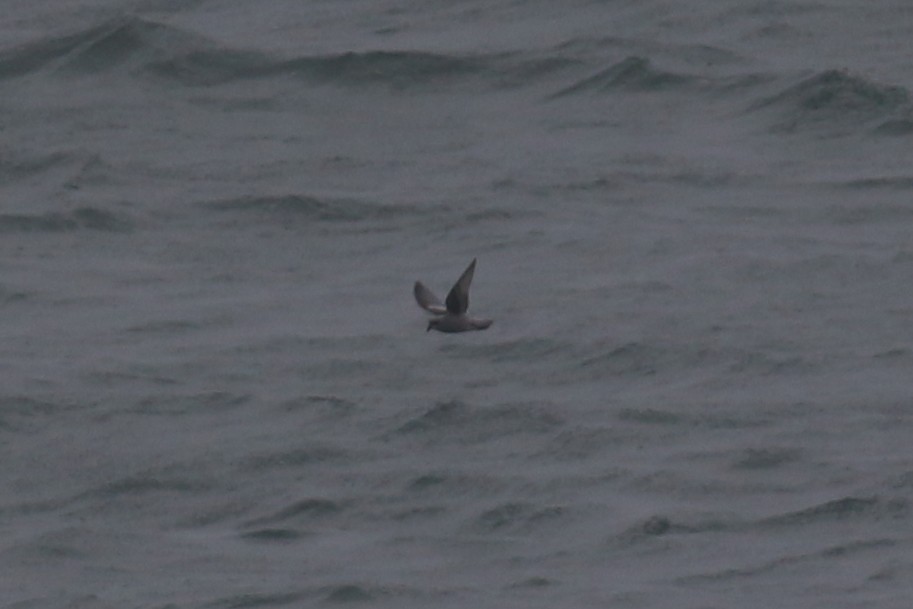 Fork-tailed Storm-Petrel - ML176777251