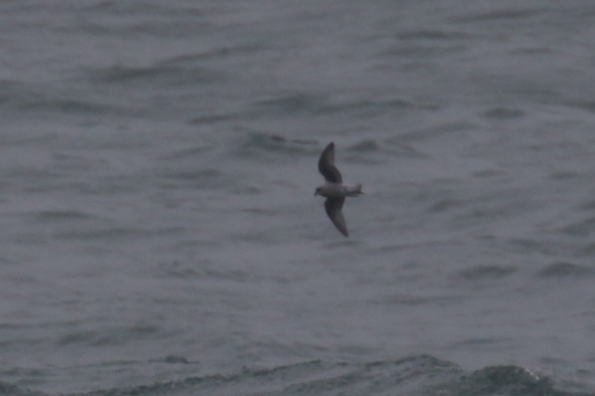 Fork-tailed Storm-Petrel - ML176777271