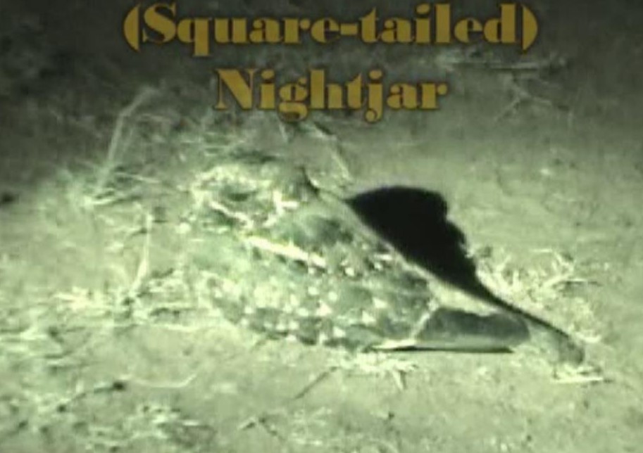 Square-tailed Nightjar - Neil Wingert