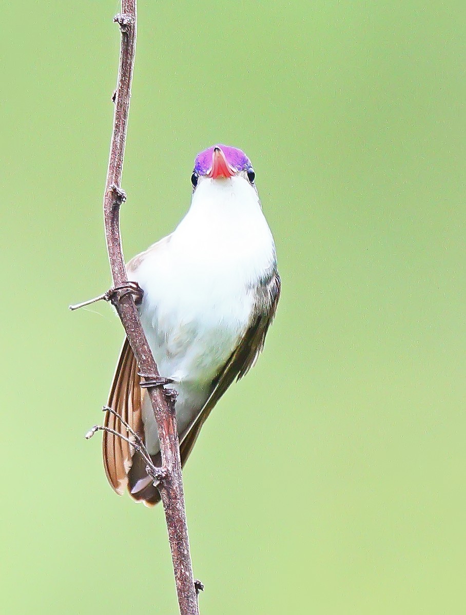 Violet-crowned Hummingbird - Greg Homel