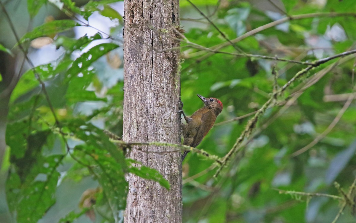 Smoky-brown Woodpecker - ML176785741