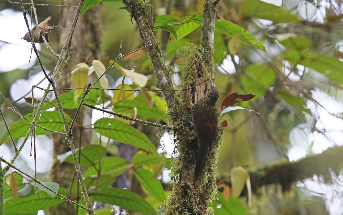 Spotted Woodcreeper - ML176785851